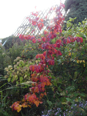 2022-10-28 Parrotia 'Felicie' 1.jpg
