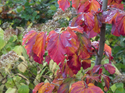 2022-10-28 Parrotia 'Felicie' 2.jpg