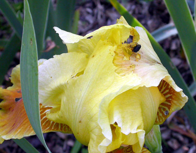Iris-Russler_am_Werk_12.5.08.jpg