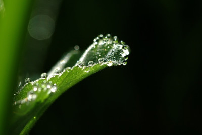 Tau_-_Alchemilla_3_03-05-2008.jpg