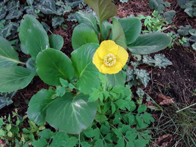 Papaver.jpg