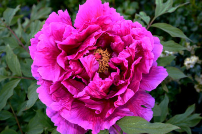 Strauchpaeonie0208.jpg