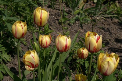 Tulpen6008.jpg