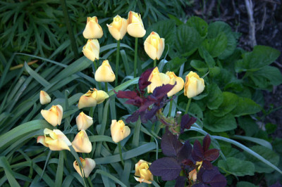 Tulpen6208.jpg
