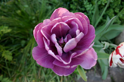 Tulpen6508.jpg