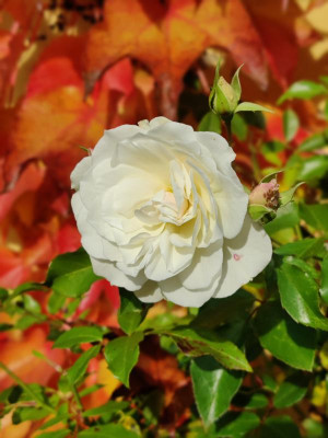 IMG_20221029_131137_Bokeh.jpg