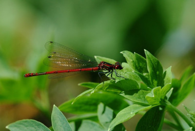 Libelle_X_1_12-05-2008.jpg