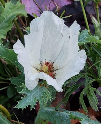 Stachelmohn Oktober.jpg