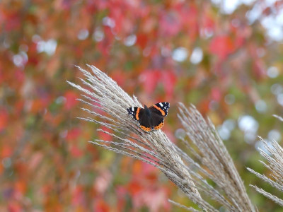 2022-10-29 Gartenimpressionen 1.jpg