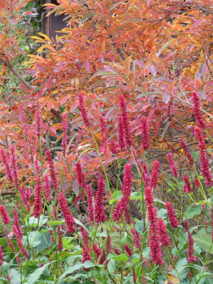 2022-10-29 Persicaria 2.jpg
