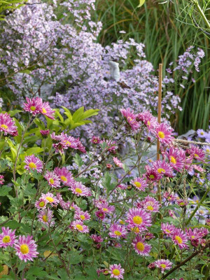 2022-10-29 Chrysanthemum 'Stolze von Berlin' 1.jpg