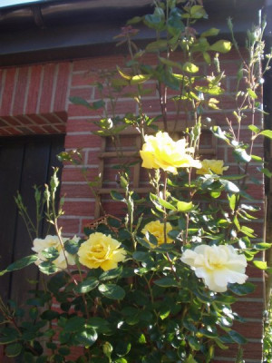 rose120508.jpg