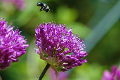 Allium_1_12-05-2008.jpg