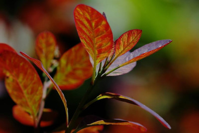 Cotinus_1_12-05-2008.jpg