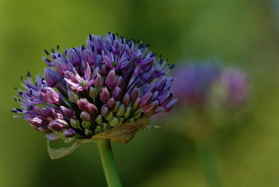Allium_2_12-05-2008.jpg
