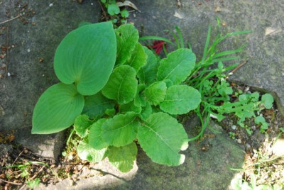 Fugenhosta.jpg