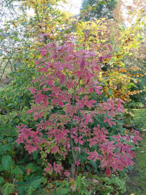 2022-10-30 Acer maximowiczianum.jpg