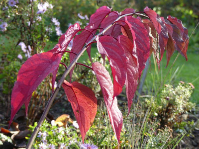 2022-10-30 Stachyurus praecox 'Devon Purple'.jpg