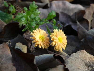 2022-10-30 Chrysanthemum 'Herbstbronze' 1.jpg