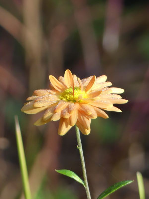 2022-10-30 Chrysanthemum 'Herbstbronze' 2.jpg
