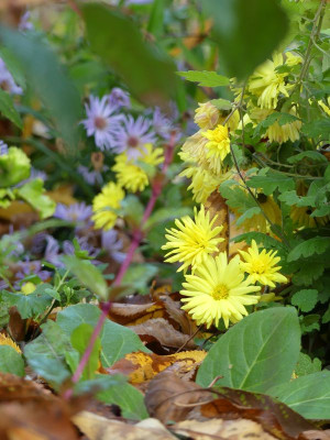 2022-10-30 Chrysanthemum 1.jpg