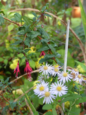 2022-10-30 Fuchsia regia subsp. reitzii 1.jpg