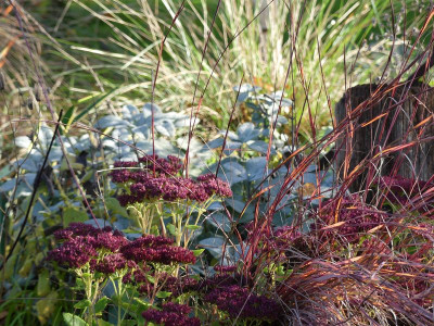 2022-10-30 Gartenimpressionen 1.jpg