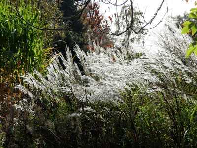 2022-10-30 Miscanthus 'Federweißer'.jpg