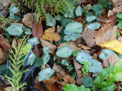 2022-10-30 Cyclamen 1.jpg