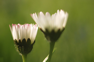 Das-Bluemchen-an-sich.jpg