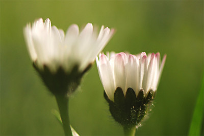 Das-Bluemchen-an-sich-2.jpg