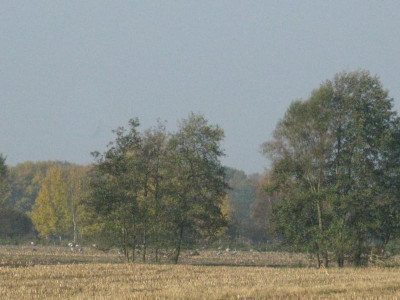Kraniche.jpg
