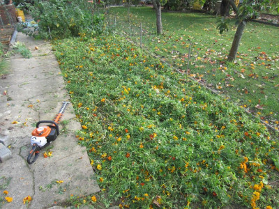 Tagetes geschnitten.jpg