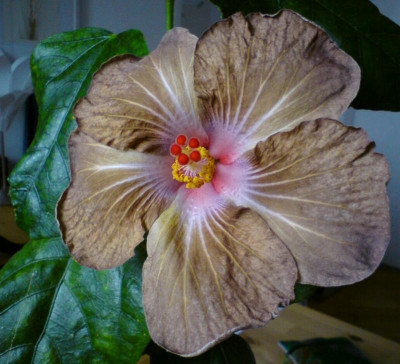 Hibiskus CdC x Antique Treasure.jpg