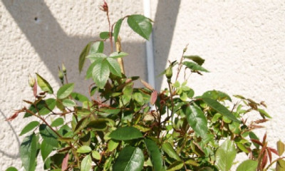 P5130601_Mutabilis.jpg