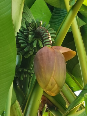 Banane 20221101.jpeg