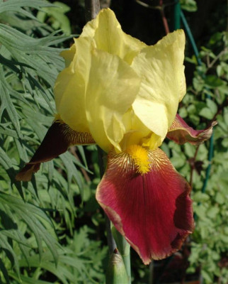 A6405a_Large.JPG