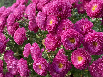 AB7D7A53-38E2-439D-89B8-4E1827363AF7.jpeg