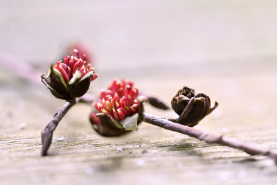 Parrotia-persica-Feb2422_048_047_00001-c.jpg