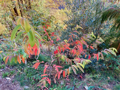 Lagerstroemia wild.jpeg