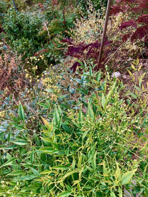 Nandina 'Brightlight'.jpeg