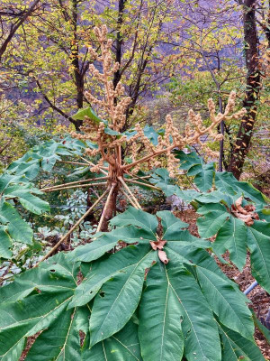Tetrapanax.jpeg
