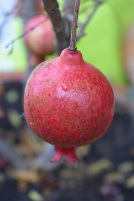 punica granatum 002.JPG
