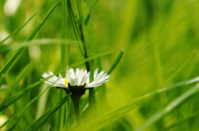 Das-Bluemchen-im-Gras-k.jpg