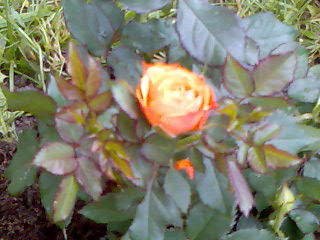 orange-rot.jpg