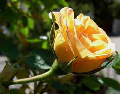 1.Rose.JPG