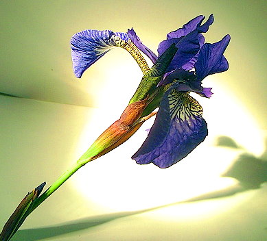 sibirische_Iris.JPG