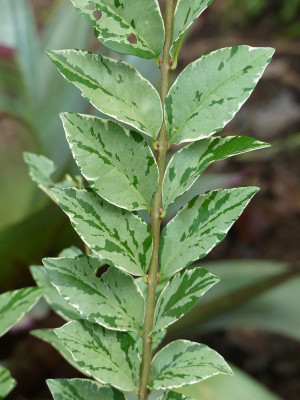 Ligustrum ovalifolium 'Argenteum'.jpg