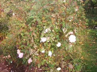 Oktober_Stanwell_HST_Kopie.jpg