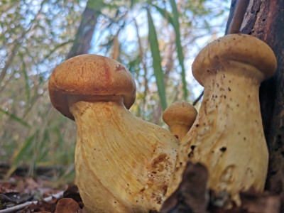 Pilz 20221028.jpeg